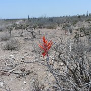 Baja2011 544 : Baja2011